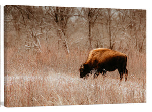 Buffalo Bison wall art canvas – rustic prairie photography print by Debra Gail Fine Art