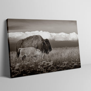 Buffalo Wall Art | Western Bison Calf Canvas Print - Rustic Farmhouse Decor