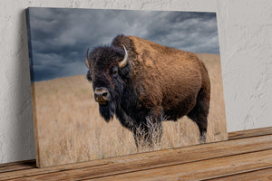 Buffalo Wall Art - Rustic Bison Prairie Framed, Canvas, Barnwood Framed