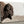 Neutral Bison Wall Art - Rustic Western Decor | Prairie Wildlife Canvas Print