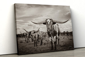 Texas Longhorn wall art – Western ranch photography print by Debra Gail Fine Art