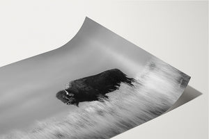 Bison wall art – black and white rustic prairie photography print by Debra Gail Fine Art