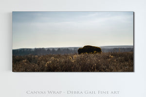 Bison wall art – wide panoramic rustic prairie photography print by Debra Gail Fine Art