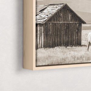 White Buffalo Wall Art | Western Wildlife Fine Art