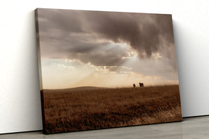 Black Angus cattle wall art – rustic Western photography print by Debra Gail Fine Art