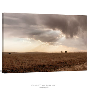 Black Angus cattle wall art – rustic Western photography print by Debra Gail Fine Art