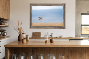 Northern Harrier Hawk in flight art print canvas framed rustic wildlife picture