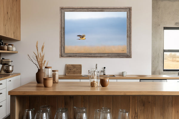 Wall Decor Print of a Northern Harrier Hawk in Flight No. 2657