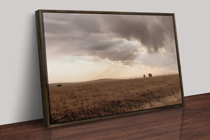 Black Angus cattle wall art – rustic Western photography print by Debra Gail Fine Art