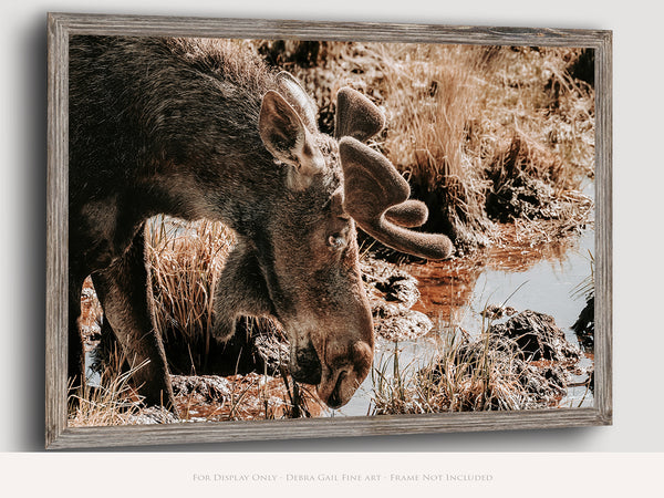 Rustic Moose Wall Art - Wildlife Photography Canvas or Print