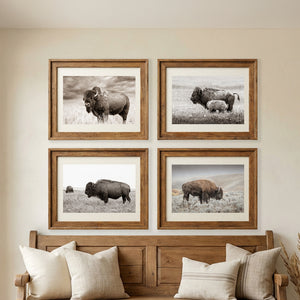 Bison Wall Art Photography — Set of 4