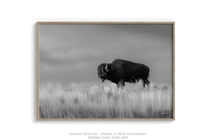 Bison wall art – black and white rustic prairie photography print by Debra Gail Fine Art