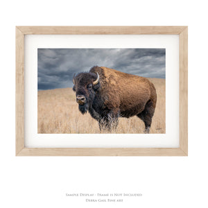 Buffalo Wall Art - Rustic Bison Prairie Framed, Canvas, Barnwood Framed