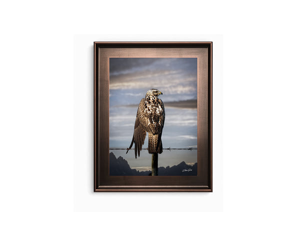 HAWK ON THE WIRE - WESTERN GOTHIC FINE ART PRINT