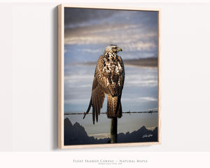 Hawk Art Print | Western Gothic Decor | Wildlife Photography | Rustic Wall Art Canvas