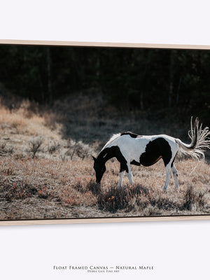 American Paint Horse in a western Wyoming landscape, captured by Debra Gail Fine Art, displayed on canvas with a maple frame.