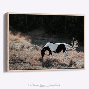 American Paint Horse in a western Wyoming landscape, captured by Debra Gail Fine Art, displayed on canvas with a maple frame.