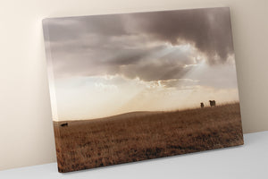 Black Angus cattle wall art – rustic Western photography print by Debra Gail Fine Art