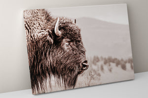Bison wall art print - rustic buffalo photography on canvas by Debra Gail Fine Art
