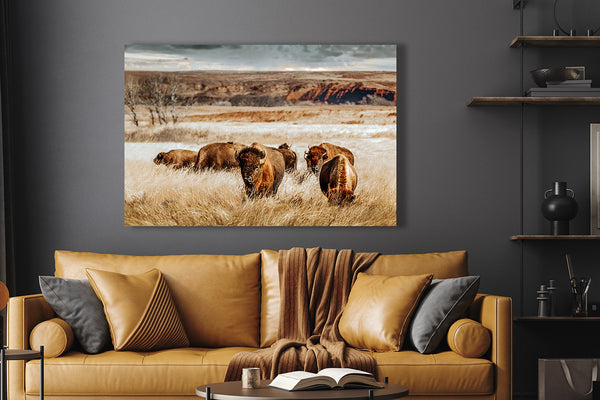 BISON HERD ON THE PLAINS - KANSAS ART PRINT