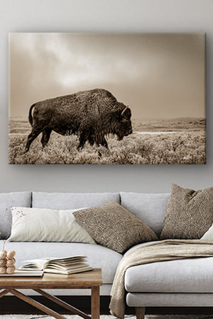Buffalo Bison neutral wall art canvas – rustic prairie photography print