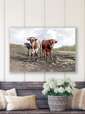 Texas Longhorn wall art – calves cow Western ranch photography print by Debra Gail Fine Art