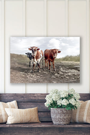 Texas Longhorn wall art – calves cow Western ranch photography print by Debra Gail Fine Art