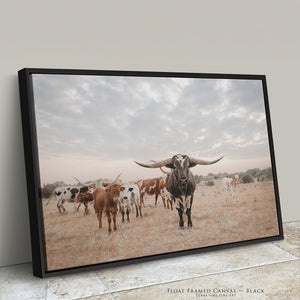 A black float frame canvas print of a herd of longhorn cattle in a dry field under a cloudy sky, with the front cow facing forward.