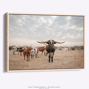A natural modern framed canvas print of a herd of longhorn cattle in a field under a cloudy sky.