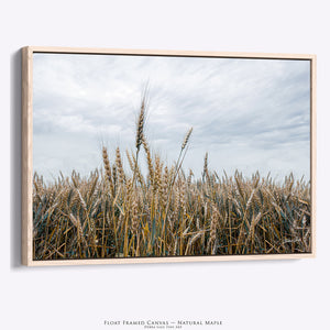 Great Plains Wheat Landscape Fine Art | Western Prairie Photography
