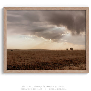 Black Angus cattle wall art – rustic Western photography print by Debra Gail Fine Art