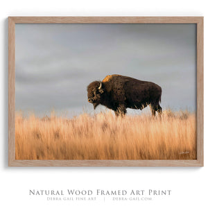 Bison wall art – buffalo canvas prairie photography print by Debra Gail Fine Art