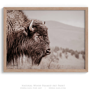 Bison wall art print - rustic buffalo photography on canvas by Debra Gail Fine Art