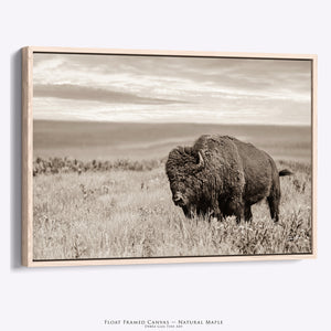 Plains Buffalo on the Prairie Photography | Sepia Toned Bison Canvas Print