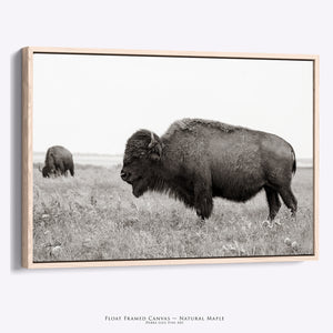 Buffalo Wall Art | Large Bison Canvas Print - Rustic Western Home Decor