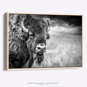 American Bison Canvas Print | Black and White Western Wildlife Wall Art