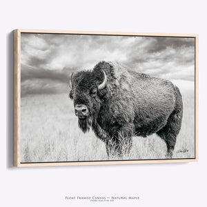 Buffalo Canvas Art | Black and White Bison Wall Art - Rustic Western Decor