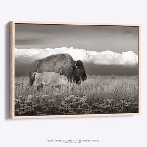 Buffalo Wall Art | Western Bison Calf Canvas Print - Rustic Farmhouse Decor