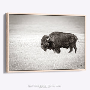 Western Buffalo Canvas | Bison Wall Art - Rustic Farmhouse Decor Print