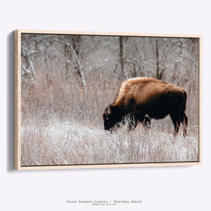 Buffalo Canvas Art | Bison Wall Art - Rustic Western Decor - Great Plains Buffalo