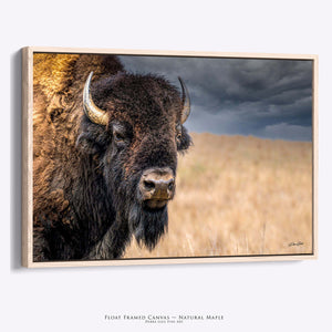 Premium framed bison wall art with natural maple wood float frame