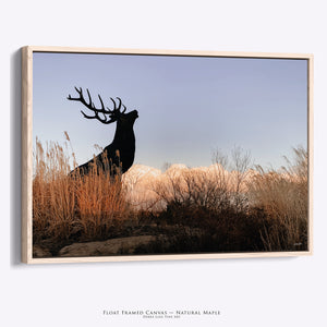 Close-up of an elk canvas print in a handcrafted natural float frame.
