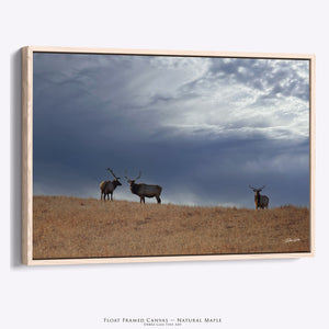 Great Plains Elk Wildlife Photography | Prairie & Western Wall Art