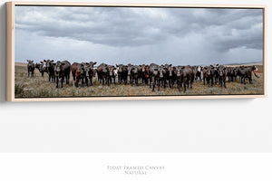 Black Angus Wall Art - Panoramic Wide Cattle Canvas | Rustic Western Decor