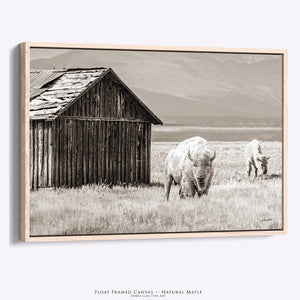 White Buffalo Photography Canvas Print | Spiritual Western Bison Wall Art