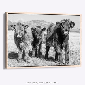 Highland Calves Wall Art | Black and White Photography
