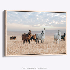 Flint Hills Wild Horses Roaming | Western Horse Fine Art Photography