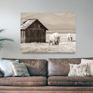 White Buffalo Wall Art | Western Wildlife Fine Art
