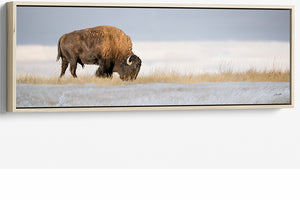 Custom Panoramic Natural Wood Float Framed Bison Canvas