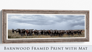 Black Angus Wall Art - Panoramic Wide Cattle Canvas | Rustic Western Decor